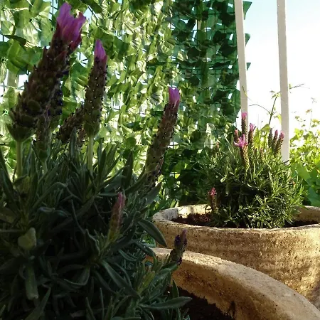 Apartament Harmony Plat Mlini